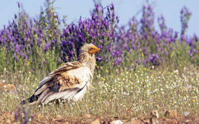 Collaborazione con il progetto LIFE Egyptian Vulture