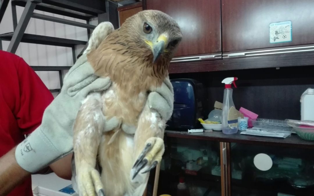 Barbaro atto di bracconaggio contro una giovane Aquila di Bonelli