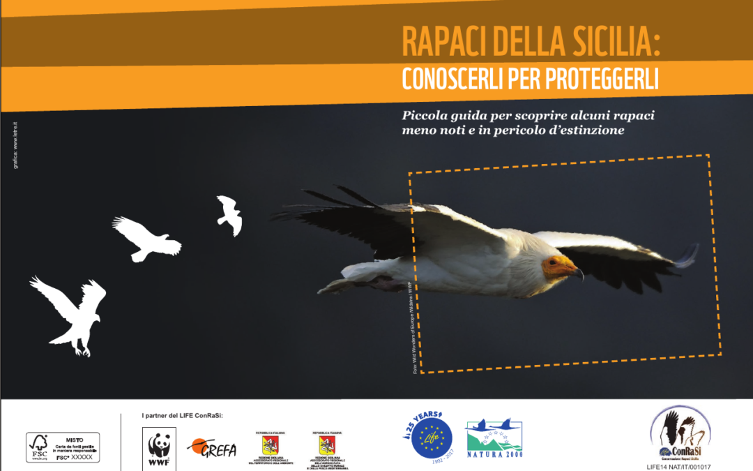 Learn about some key birds of prey living in Sicily: new booklet