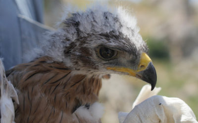 Effetto LIFE ConRaSi, la Sicilia dona un’aquila di Bonelli alla Sardegna