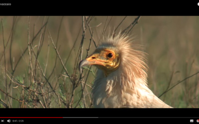 Nuovo spot video sul capovaccaio