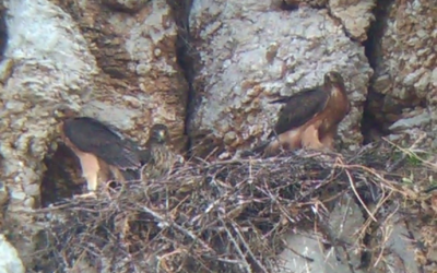 Primi involi di aquile di Bonelli