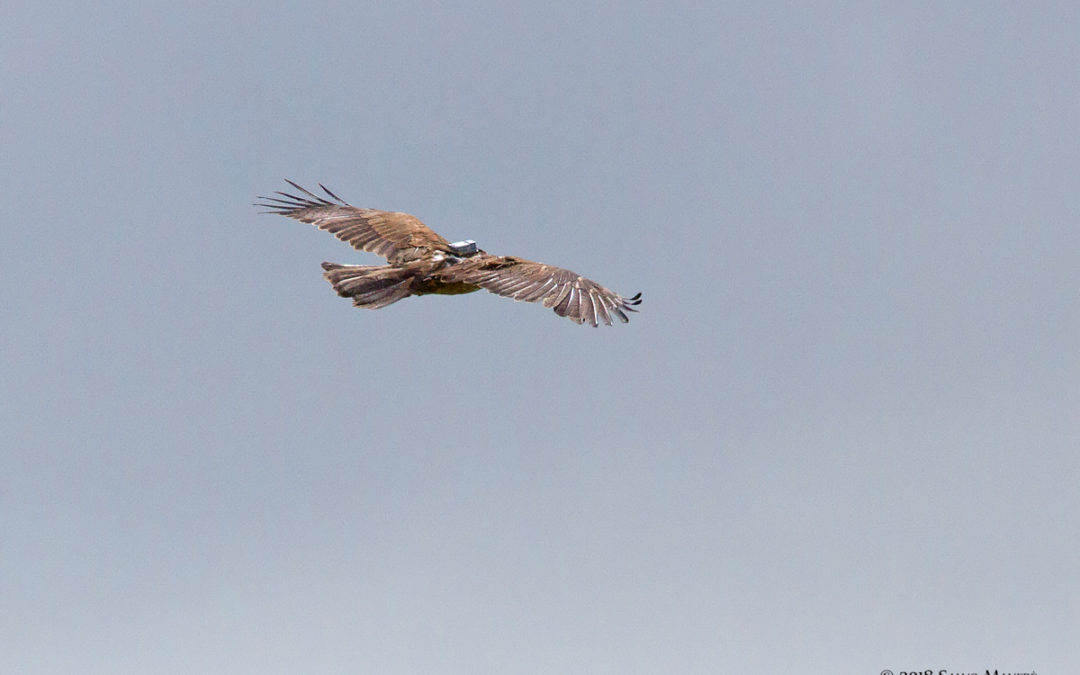 Aquila day 2019: un bilancio positivo per l’aquila di Bonelli