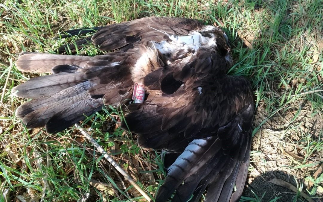 Un’altra aquila di Bonelli uccisa in Sicilia