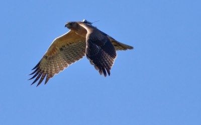 Salvata un’altra rara aquila di Bonelli intrappolata in un pozzo in Sicilia