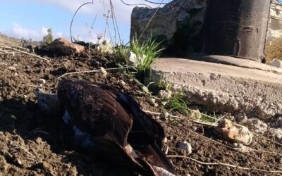 Aquila di Bonelli muore per elettrocuzione